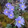 Anemone blanda (Anemone)