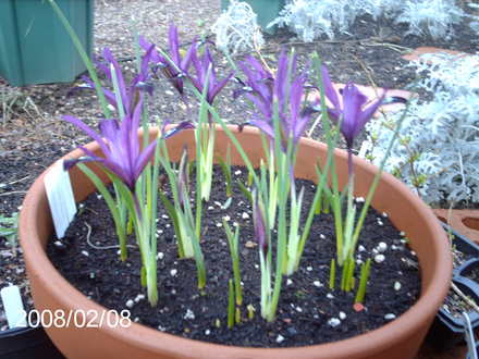 Iris reticulata 'Pauline' (Iris reticulata)