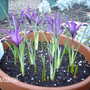 Iris_reticulata