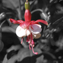 Fuschia