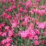 Dsc02417