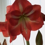 My Amaryllis