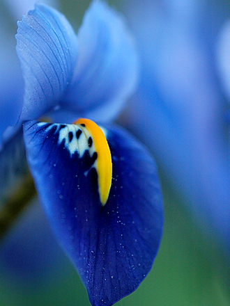 mini iris (Iris reticulata)
