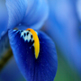 Mini_iris