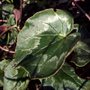 Cyclmen.coum leaf.