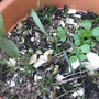Lilley of the Valley (Convallaria majalis (Lily of the valley))