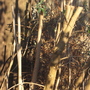 buddlea (Buddleja davidii (Butterfly bush))