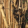 buddlea (Buddleja davidii (Butterfly bush))