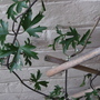 clematis white (Clematis cirrhosa (Clematis))
