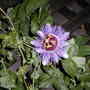 Passion Flower
