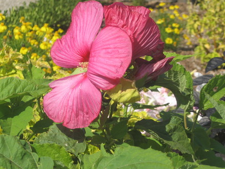 Hibiscus flowere at the arborarium