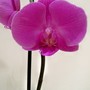 Orchid_5