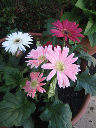 A garden flower photo