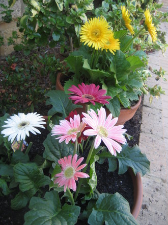 A garden flower photo