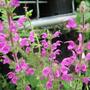Salvia Superba 'Rubin'