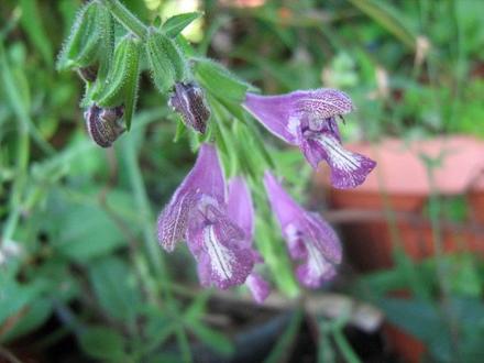 Salvia Trijuga
