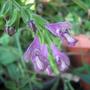 Salvia Trijuga