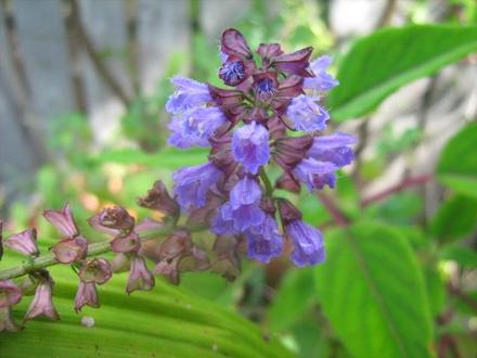 Salvia Chinensis