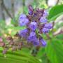 Salvia Chinensis