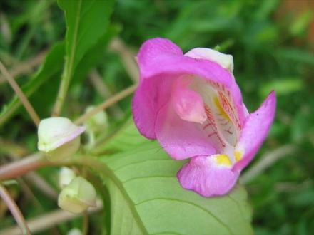 Impatiens Tuberosa