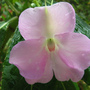 Impatiens Sodenii (Impatiens sodenii)