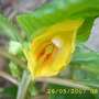 Auricoma