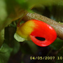 Impatiens Niamniamensis (Impatiens niamniamensis)