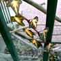 PICT0057.jpg (Hedera helix (English ivy))