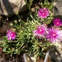 Hardy ice plant, flowers well. Summer 2007 (Delosperma cooperi (Hardy Ice Plant))