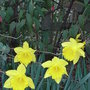 Narcissus (Narcissus)
