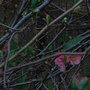 Chaenomeles_hedge