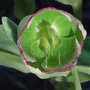 Helleborus foetidus (Helleborus foetidus)