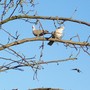 Pair Of Doves ......