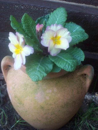 Primeroses In POT