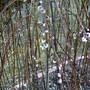 11th Feb. Pussy willow developing (Salix)