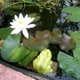 Nice water lily. Frog from Estonia.