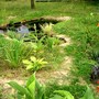 Pond view