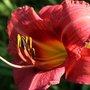 Hemerocallis