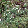 snowdrops