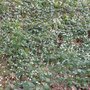 snowdrops