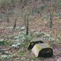snowdrops