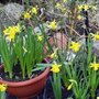 Daffodils