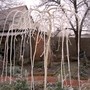Mulberry in frost (Morus alba pendula)
