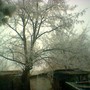 Copy_of_image_002741.jpg (Robinia pseudoacacia (False acacia))