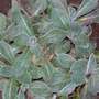 Lambs Ears (Stachys byzantina (Lambs' ears))