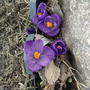Crocus___rock_2005-04-06