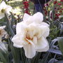 Double_white_daffidill_2005-05-21