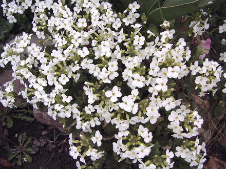 White rock cress(last spring) (Arabis alpina)