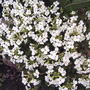 White_rock_cress_2005-04-27