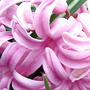 Pretty_pink_hyacinth_closeup_2005-04-27